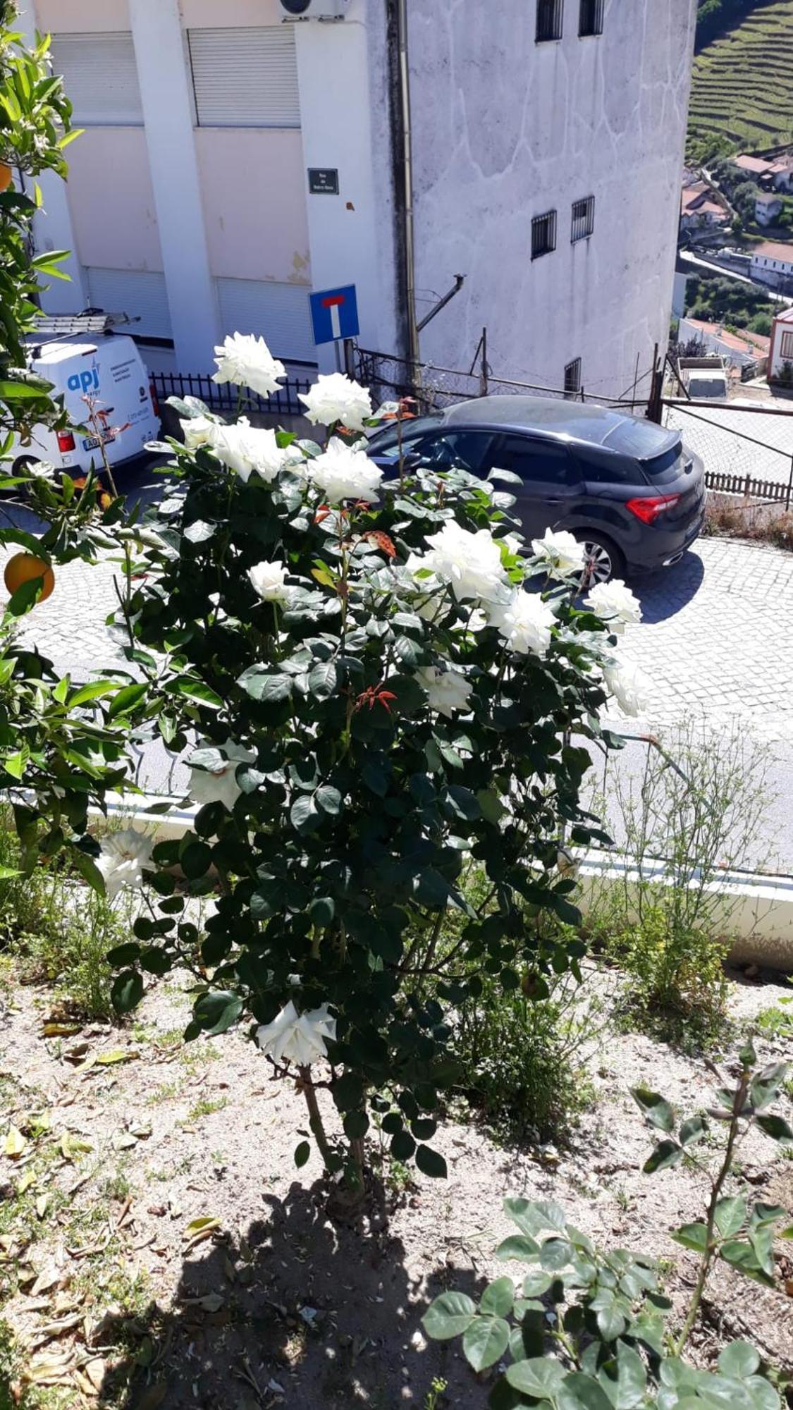 Casa Das Laranjeiras Pinhão المظهر الخارجي الصورة